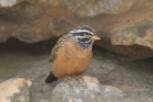 Cinnamon breasted Bunting by Mick Dryden