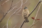 Cinnamon-breasted Bunting by Mick Dryden
