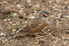 Cut throat Finch by Mick Dryden