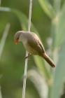 Common Waxbill by Mick Dryden