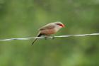 Common Waxbill by Mick Dryden