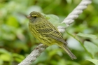 Forest Canary by Mick Dryden