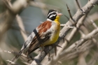 Golden breasted Bunting by Mick Dryden