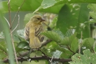 Golden Weaver by Mick Dryden