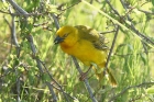 Golden Weaver by Mick Dryden