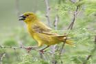 Golden Weaver by Mick Dryden