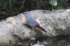 Grey Waxbill by Mick Dryden