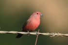 Jamesons Firefinch by Mick Dryden