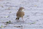 Lark like Bunting by Mick Dryden