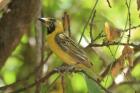 Lesser Masked Weaver by Mick Dryden