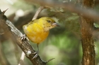 Lesser Masked Weaver by Mick Dryden