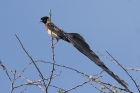 Long tailed Paradise Wydah by Mick Dryden