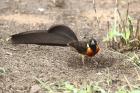 Long-tailed Paradise Wydah by Mick Dryden