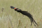 Long tailed Widowbird by Mick Dryden