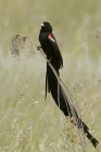 Long tailed Widowbird by Mick Dryden Long tailed Widowbird by Mick Dryden
