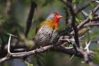 Green-winged Pytilia by Mick Dryden