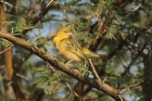 Masked Weaver by Mick Dryden