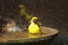 Masked Weaver by Mick Dryden