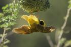Masked Weaver by Mick Dryden Masked Weaver by Mick Dryden