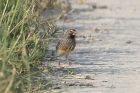 Quailfinch by Mick Dryden Quailfinch by Mick Dryden