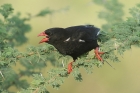 Red billed Buffalo Weaver by Mick Dryden