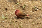 Red-billed Firefinch by Mick Dryden