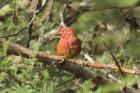 Red-billed Firefinch by Mick Dryden