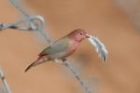Red-billed Firefinch by Mick Dryden Red-billed Firefinch by Mick Dryden