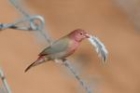 Red-billed Firefinch by Mick Dryden