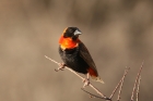 Red Bishop by Mick Dryden