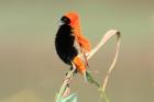 Red Bishop by Mick Dryden