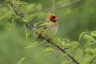 Red-billed Quelea by Mick Dryden