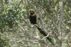 Red collared Widow by Mick Dryden