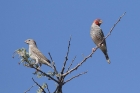 Red headed Finch by Mick Dryden