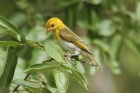 Red-headed Weaver by Mick Dryden