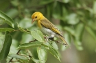 Red-headed Weaver by Mick Dryden