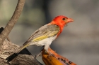 Red headed Weaver by Mick Dryden