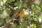 Red headed Weaver by Mick Dryden