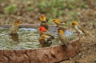 Red-headed Weaver by Mick Dryden