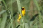 Southern Brown throated Weaver by Mick Dryden