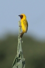 Southern Brown throated Weaver by Mick Dryden