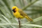 Spectacled Weaver by Mick Dryden