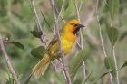 Spectacled Weaver by Mick Dryden Spectacled Weaver by Mick Dryden