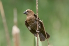 Thick billed Weaver by Mick Dryden