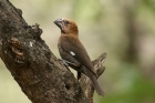 Thick billed Weaver by Mick Dryden