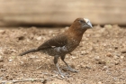 Thick billed Weaver by Mick Dryden