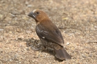 Thick billed Weaver by Mick Dryden Thick billed Weaver by Mick Dryden