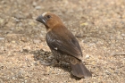 Thick billed Weaver by Mick Dryden