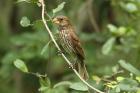 Thick-billed Weaver by Mick Dryden Thick-billed Weaver by Mick Dryden