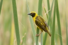 Village Weaver by Mick Dryden Village Weaver by Mick Dryden